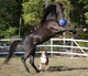 JOLLY BALL 20 CM HORSE AND DOG LEKBOLL, BLÅ
